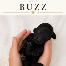 Buzz - Black male Labradoodle puppy in Kingman, Arizona from The Dood Ranch