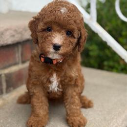 Angela - Red  female Poodle puppy in Belleville, New Jersey from TK Poodles