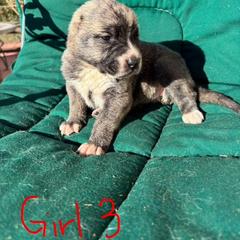 Girl 3 - Brindle female Armenian Gampr puppy in Neenach, California from The Mustangs Ranch