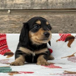 Dachshund Puppies from Hart of Doxie