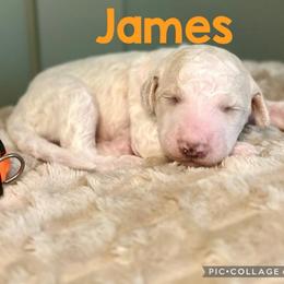 James - Parti male Goldendoodle puppy in Pasadena, Texas from Toledo Creek Doodles