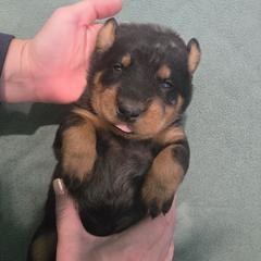 Grey - Harlequin female Beauceron puppy in Batavia, New York from Oakland Beaucerons