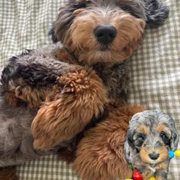 Aussiedoodle, Goldendoodle, and Poodle All Grown Up from North Florida Poodles and Doodles