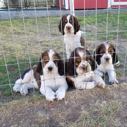 English Springer Spaniel Puppies from vom King-Charles