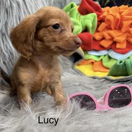 Lucy - Red female Dachshund puppy in Cabool, Missouri from Dachshund's of Country Magic Farms in Missouri