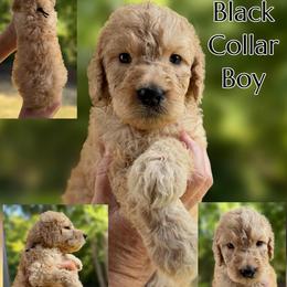 Black Collar - Red  male Goldendoodle puppy in Ringgold, Georgia from Sweet B’s Goldendoodles