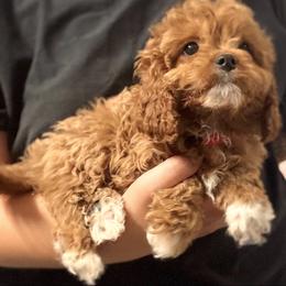 Lily (female - red collar) - Red female Cavapoo puppy in Gilbert, Arizona from Azteddybeardoodles