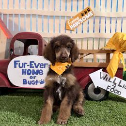 Yellow Collar - Brown female Poodle puppy in Houma, Louisiana from Smart Azz Poodles
