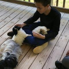 Havana Silk Dog Puppies from Marge Feiner