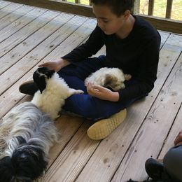 Havana Silk Dog Puppies from Marge Feiner