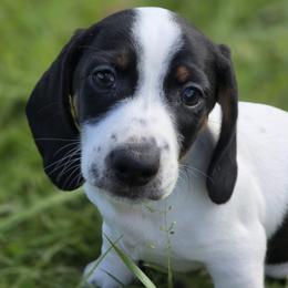 Chief - Piebald male Dachshund puppy in Salem, Oregon from Long'd Fore Dachshunds