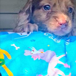 Spot - Dapple male Dachshund puppy in Birmingham, Alabama from Mini Doxies Love