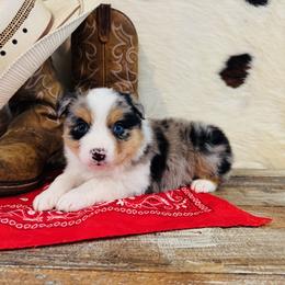 MERLYN - Blue merle female Australian Shepherd puppy in Durand, Wisconsin from Larson’s Legacy Aussome Aussie Kennels