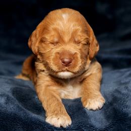 Biscotti - Caramel male Australian Labradoodle puppy in Stanwood, Washington from Victoria Creek Australian Labradoodles