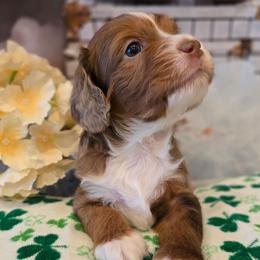 Laszlo - Red merle male Aussiedoodle puppy in Prescott Valley, Arizona from Ramirez Family Doodles