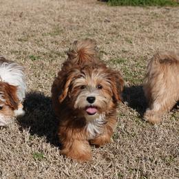 Havanese, Havapoo, Maltese, and Maltipoo All Grown Up from Denise Clark