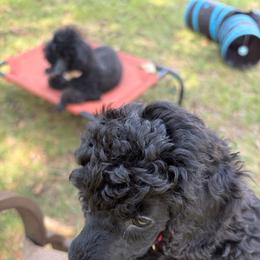 Marta - Black female Poodle puppy in Hartselle, Alabama from Phare Poodles