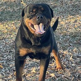 Oscar - Black and mahogany male Rottweiler puppy in Burlington, Kentucky from vom Blaurasen Rottweilers