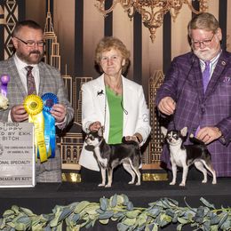 Chihuahuas from Calmont