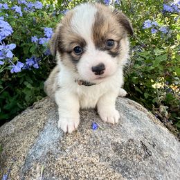 Girl 3 - Pembroke Welsh Corgi puppy in Springville, California from Campbell Creek Corgis
