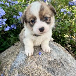 Girl 3 - Pembroke Welsh Corgi puppy in Springville, California from Campbell Creek Corgis