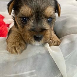 Baby Boy Green - Black and tan male Yorkshire Terrier puppy in Rock Hill, South Carolina from Teddy Bear Yorkies