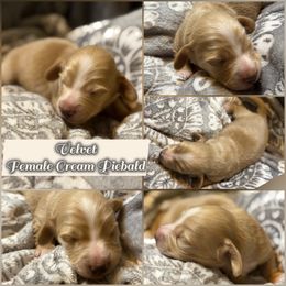 Velvet - Cream female Dachshund puppy in Meadville, Pennsylvania from Four Seasons Dachshunds