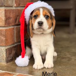Merle - Black tan and white male Beagle puppy in Mansfield, Missouri from Rippee Creek Kennel
