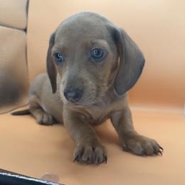 Ashen - Fawn (isabella) and tan male Dachshund puppy in Barstow, California from Kindle & Burrow Dachshunds