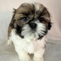 Clark Gable - Gold and white male Shih Tzu puppy in Winston Salem, North Carolina from Little Miracles Shih Tzu