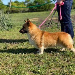 Pembroke Welsh Corgi and Toy Australian Shepherd All Grown Up from Riot Kreek Kennels