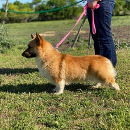 Pembroke Welsh Corgi and Toy Australian Shepherd All Grown Up from Riot Kreek Kennels
