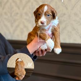 Australian Labradoodle, Bernedoodle, and Cavapoo Puppies from The Poodle Co. Raising Doodles & Poodles