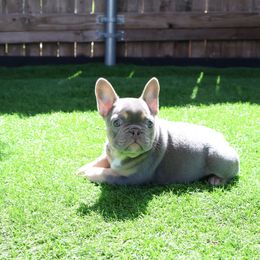 French Bulldog Puppies from Plus Ultra Bulldogs