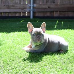 French Bulldog Puppies from Plus Ultra Bulldogs