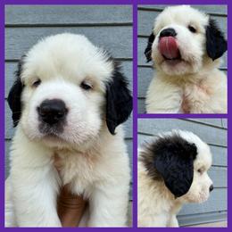 Purple - Mahogany and white female Saint Bernard puppy in Ladysmith, Wisconsin from Northwoods Saint Bernards