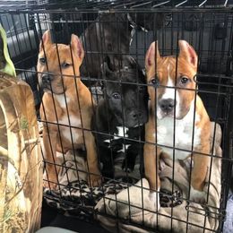 American Pit Bull Terrier Puppies from Floss Dog Kennels