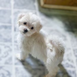PLUTO - White male Maltese puppy in Belleville, Michigan from Michigan Maltese Puppies