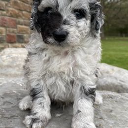 Aussiedoodles from Lil Makuch Aussiedoodles