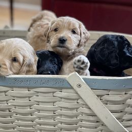 Goldendoodles from Doodles in the Skye