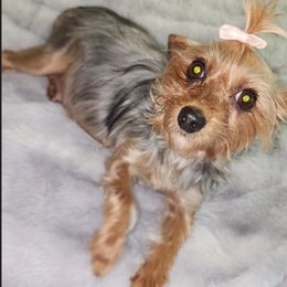 Frankie - Yorkshire Terrier