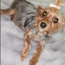 Frankie - Yorkshire Terrier