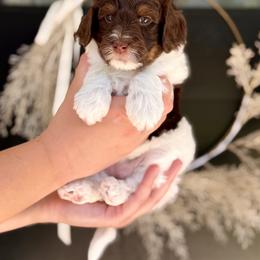 Boa - Brown and white female Bernedoodle puppy in Salt Lake County, Utah from Coco Avenue Pups