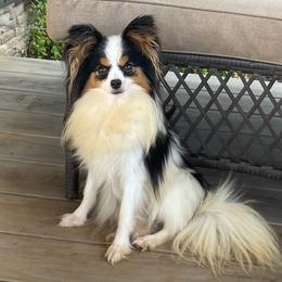 Lilah - Papillon