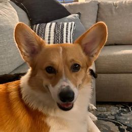 Skipp - Pembroke Welsh Corgi