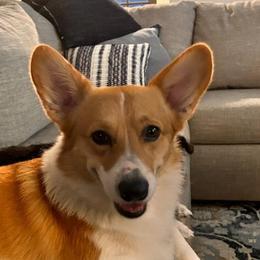 Skipp - Pembroke Welsh Corgi