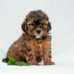 Ellis - Red and white male Shihpoo puppy in Mifflintown, Pennsylvania from Curls & Paws Canines