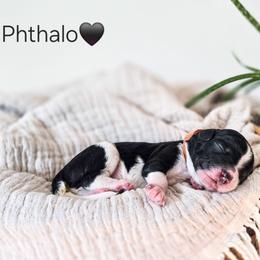 Phthalo - Parti male Poodle puppy in Gaylord, Michigan from Dog Mom Co. Poodles
