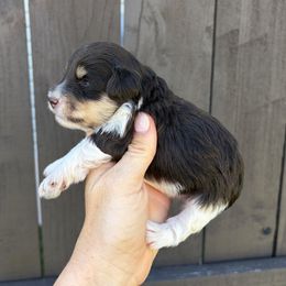 Kooper - Parti male Miniature Schnauzer puppy in Nederland, Texas from Daffodil Dogs