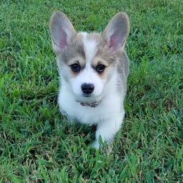 Pembroke Welsh Corgi Puppies from Ranch Hand Corgis